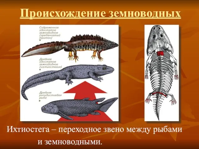 Происхождение земноводных Ихтиостега – переходное звено между рыбами и земноводными.