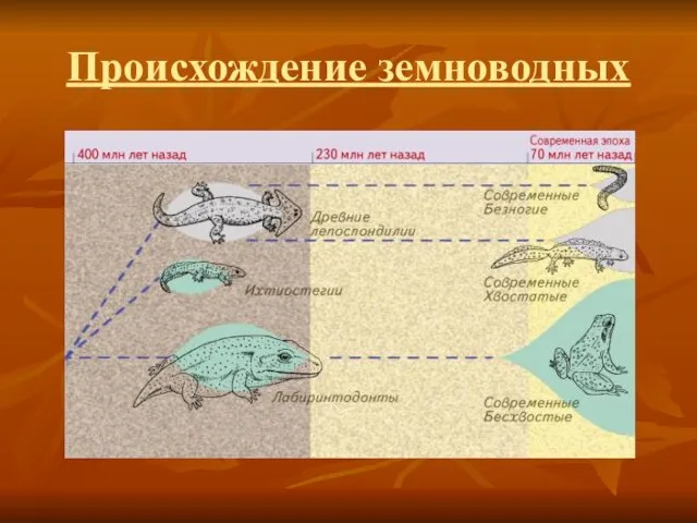 Происхождение земноводных