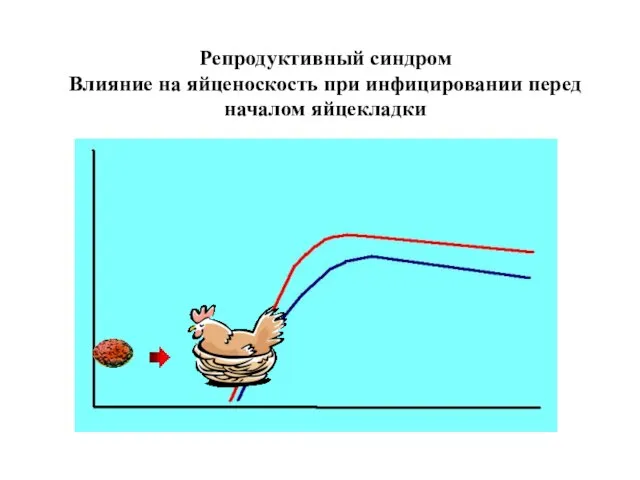 Репродуктивный синдром Влияние на яйценоскость при инфицировании перед началом яйцекладки