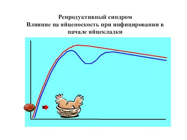 Репродуктивный синдром Влияние на яйценоскость при инфицировании в начале яйцекладки