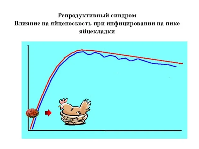 Репродуктивный синдром Влияние на яйценоскость при инфицировании на пике яйцекладки