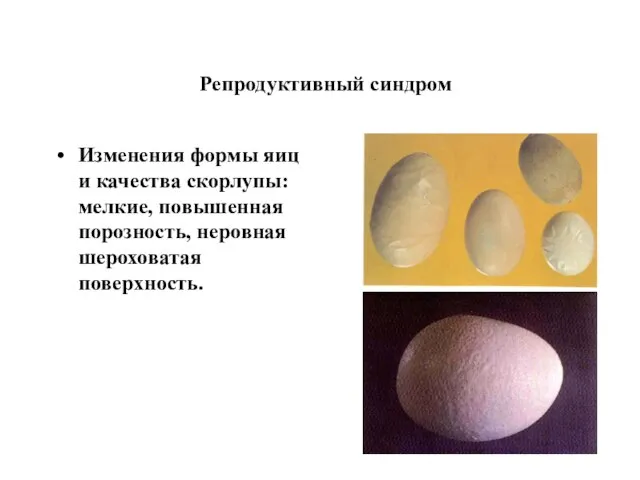 Репродуктивный синдром Изменения формы яиц и качества скорлупы: мелкие, повышенная порозность, неровная шероховатая поверхность.