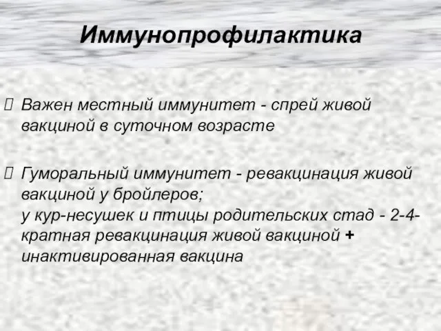 Иммунопрофилактика Важен местный иммунитет - спрей живой вакциной в суточном возрасте