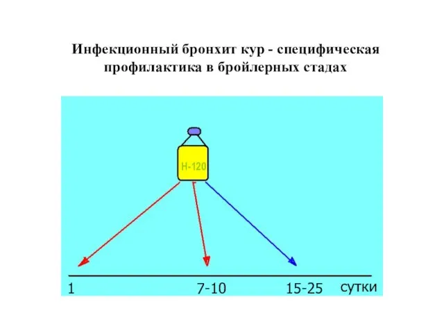 Инфекционный бронхит кур - специфическая профилактика в бройлерных стадах Н-120 1 7-10 15-25 сутки