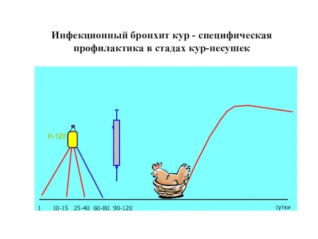 Инфекционный бронхит кур - специфическая профилактика в стадах кур-несушек Н-120 1 10-15 25-40 60-80 90-120 сутки