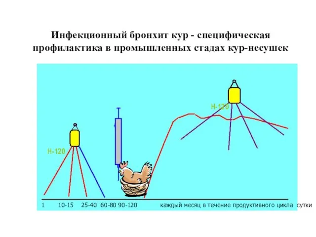 Инфекционный бронхит кур - специфическая профилактика в промышленных стадах кур-несушек Н-120