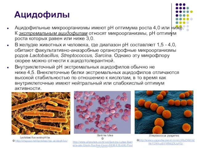 Ацидофилы Ацидофильные микроорганизмы имеют рН оптимума роста 4,0 или ниже. К