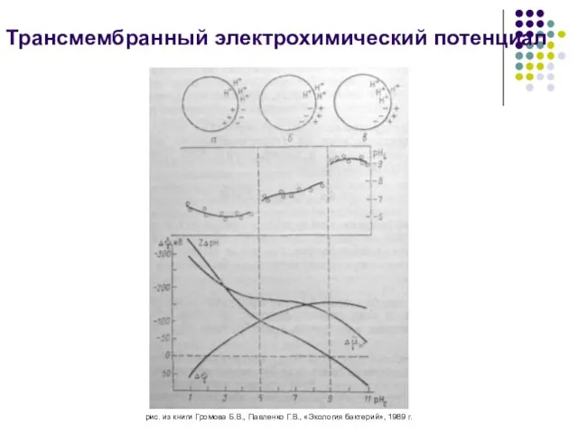 Трансмембранный электрохимический потенциал рис. из книги Громова Б.В., Павленко Г.В., «Экология бактерий», 1989 г.