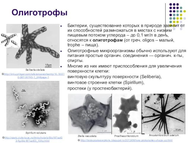 Бактерии, существование которых в природе зависит от их способностей размножаться в