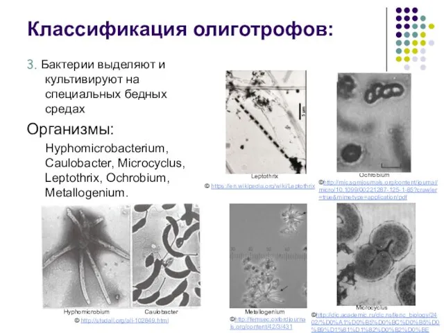 Leptothrix Ochrobium Metallogenium Caulobacter Hyphomicrobium Классификация олиготрофов: 3. Бактерии выделяют и