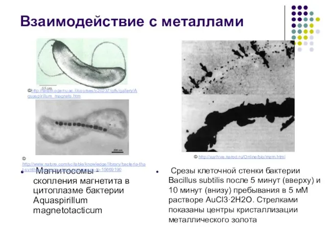 Магнитосомы - скопления магнетита в цитоплазме бактерии Aquaspirillum magnetotacticum Взаимодействие с