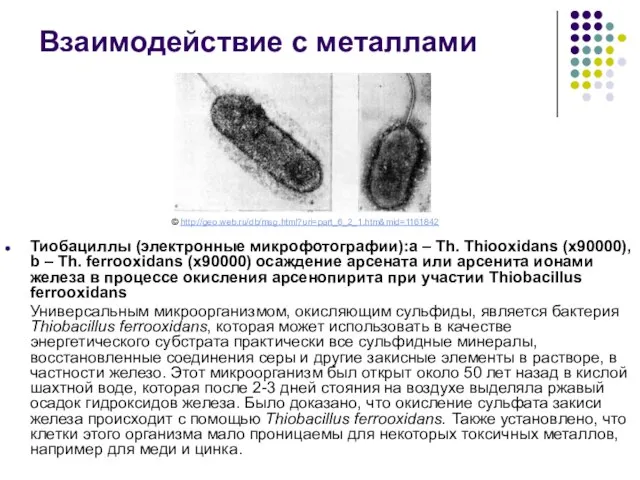 Тиобациллы (электронные микрофотографии):a – Th. Thiooxidans (х90000), b – Th. ferrooxidans