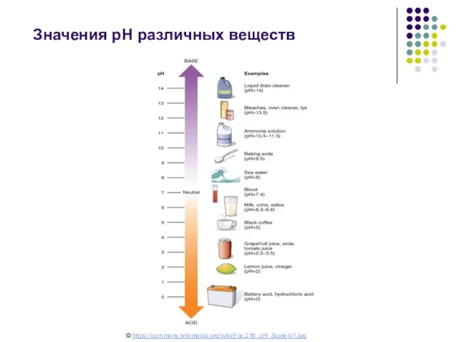 Значения рН различных веществ © https://commons.wikimedia.org/wiki/File:216_pH_Scale-01.jpg