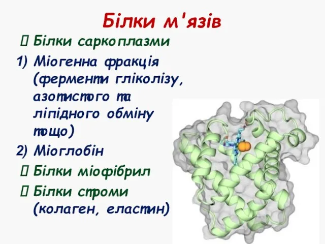 Білки м'язів Білки саркоплазми Міогенна фракція (ферменти гліколізу, азотистого та ліпідного