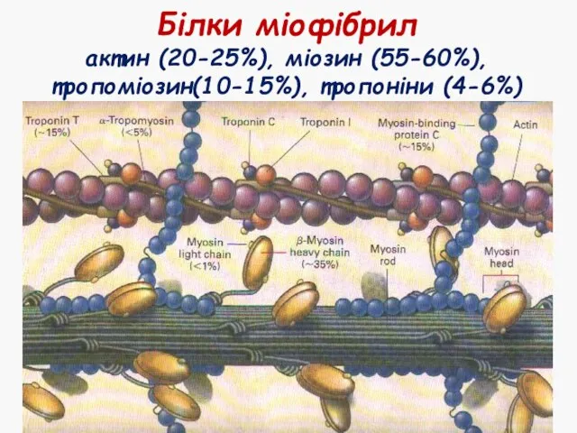 Білки міофібрил актин (20-25%), міозин (55-60%), тропоміозин(10-15%), тропоніни (4-6%)