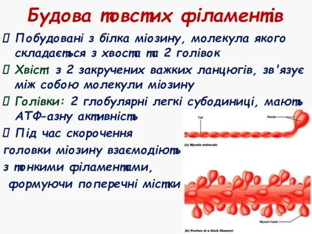 Будова товстих філаментів Побудовані з білка міозину, молекула якого складається з