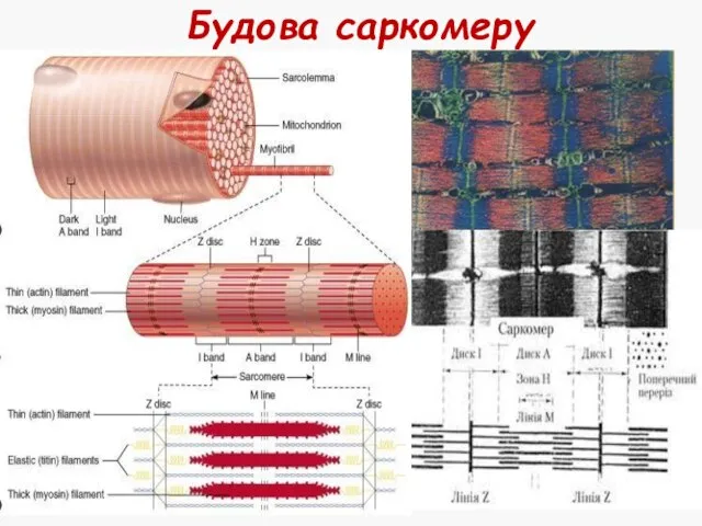 Будова саркомеру