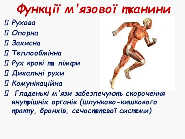 Функції м'язової тканини Рухова Опорна Захисна Теплообмінна Рух крові та лімфи