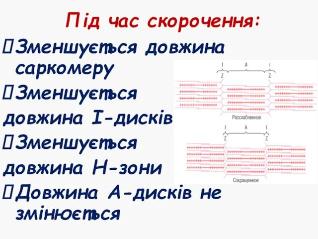 Під час скорочення: Зменшується довжина саркомеру Зменшується довжина І-дисків Зменшується довжина Н-зони Довжина А-дисків не змінюється