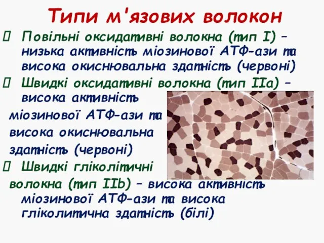 Типи м'язових волокон Повільні оксидативні волокна (тип І) – низька активність