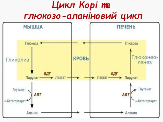 Цикл Корі та глюкозо-аланіновий цикл