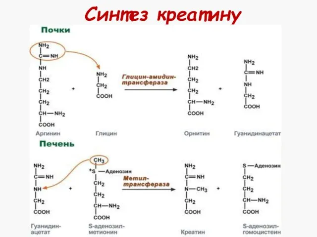 Синтез креатину