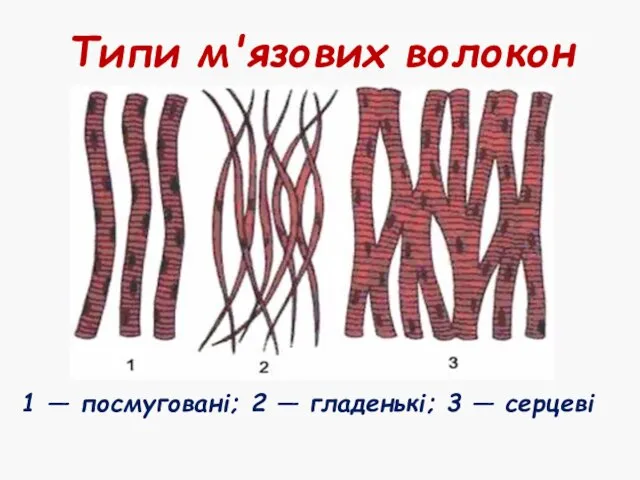 Типи м'язових волокон 1 — посмуговані; 2 — гладенькі; 3 — серцеві
