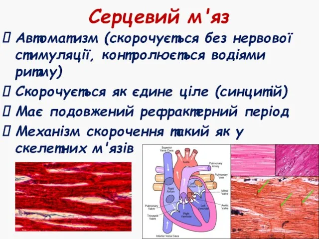 Серцевий м'яз Автоматизм (скорочується без нервової стимуляції, контролюється водіями ритму) Скорочується