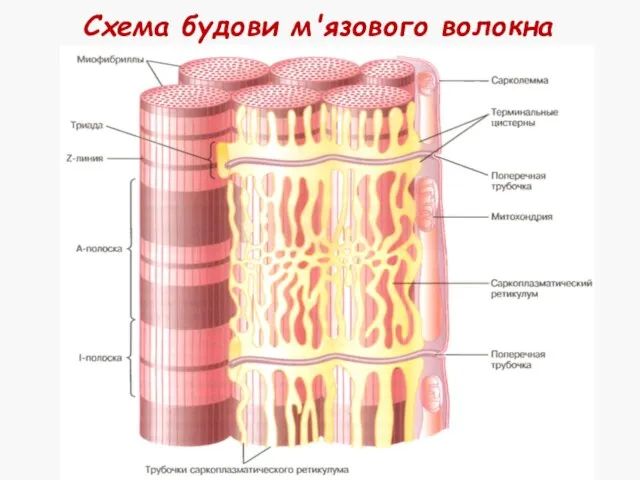 Схема будови м'язового волокна