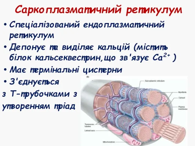 Саркоплазматичний ретикулум Спеціалізований ендоплазматичний ретикулум Депонує та виділяє кальцій (містить білок