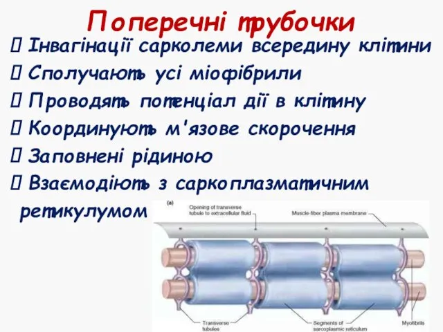 Поперечні трубочки Інвагінації сарколеми всередину клітини Сполучають усі міофібрили Проводять потенціал