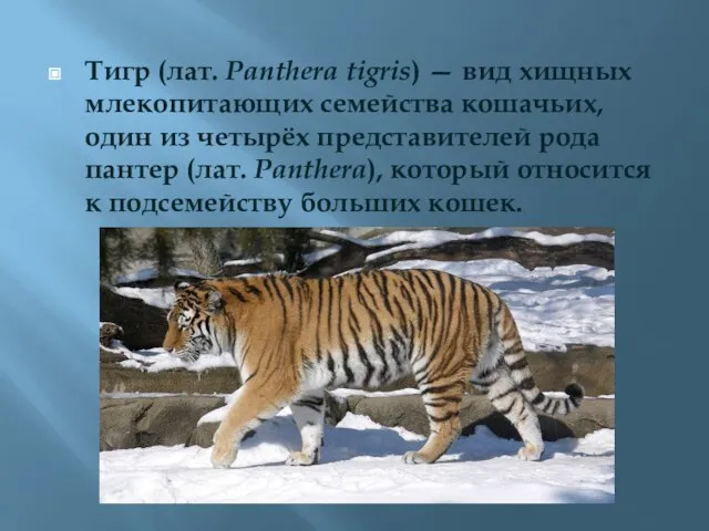 Тигр (лат. Panthera tigris) — вид хищных млекопитающих семейства кошачьих, один