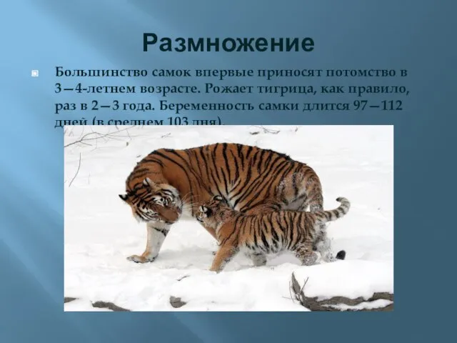 Размножение Большинство самок впервые приносят потомство в 3—4-летнем возрасте. Рожает тигрица,