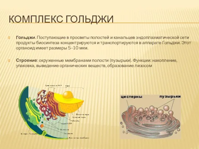 КОМПЛЕКС ГОЛЬДЖИ Гольджи. Поступающие в просветы полостей и канальцев эндоплазматической сети