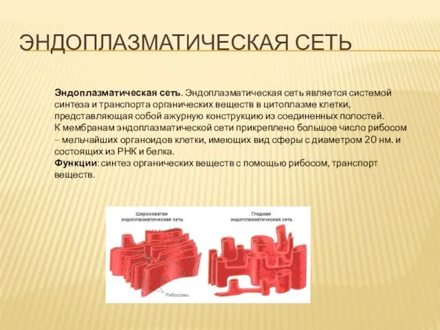 ЭНДОПЛАЗМАТИЧЕСКАЯ СЕТЬ Эндоплазматическая сеть. Эндоплазматическая сеть является системой синтеза и транспорта