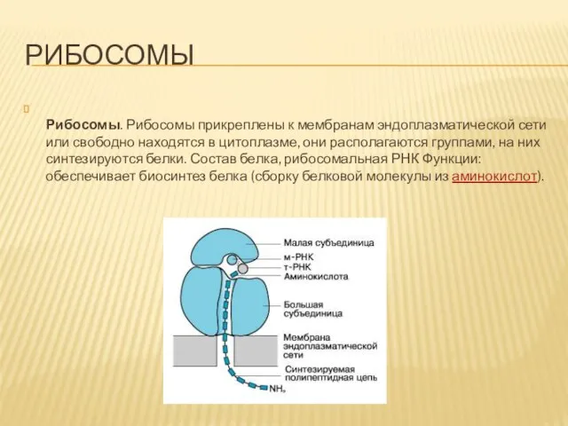 РИБОСОМЫ Рибосомы. Рибосомы прикреплены к мембранам эндоплазматической сети или свободно находятся