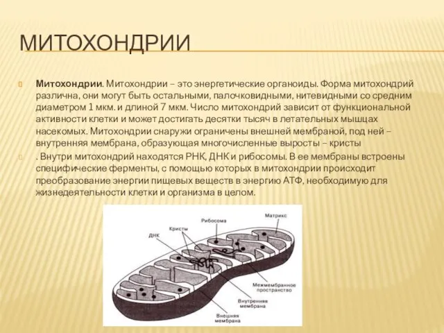 МИТОХОНДРИИ Митохондрии. Митохондрии – это энергетические органоиды. Форма митохондрий различна, они