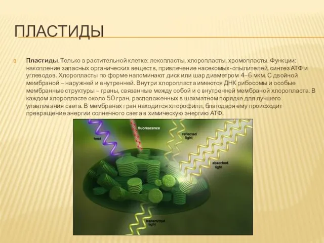 ПЛАСТИДЫ Пластиды. Только в растительной клетке: лекопласты, хлоропласты, хромопласты. Функции: накопление