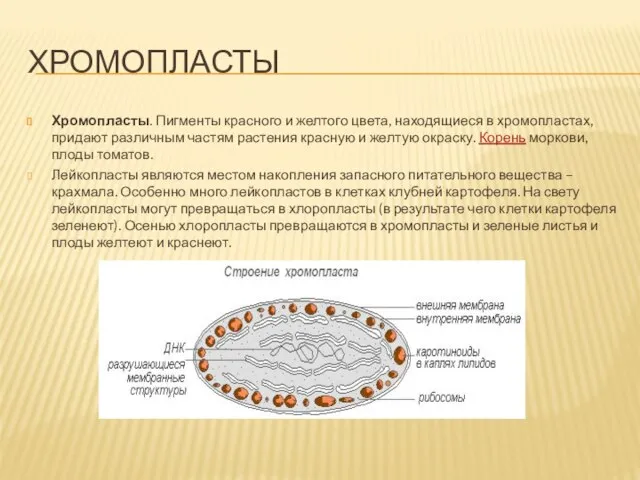 ХРОМОПЛАСТЫ Хромопласты. Пигменты красного и желтого цвета, находящиеся в хромопластах, придают