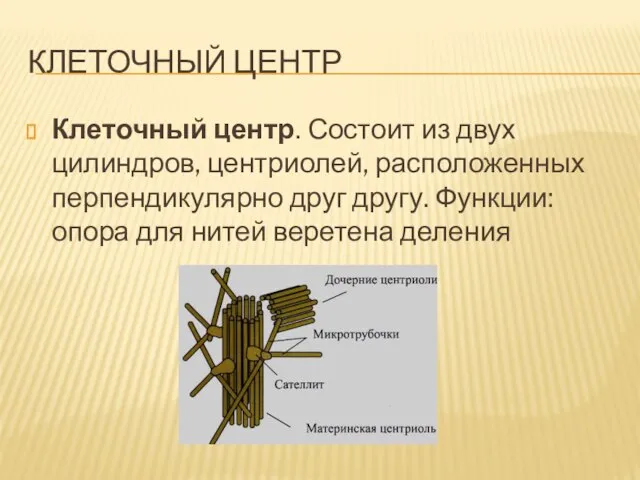 КЛЕТОЧНЫЙ ЦЕНТР Клеточный центр. Состоит из двух цилиндров, центриолей, расположенных перпендикулярно