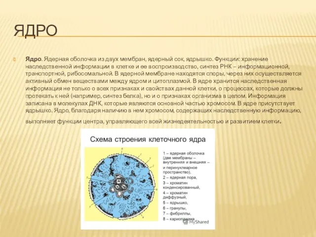 ЯДРО Ядро. Ядерная оболочка из двух мембран, ядерный сок, ядрышко. Функции: