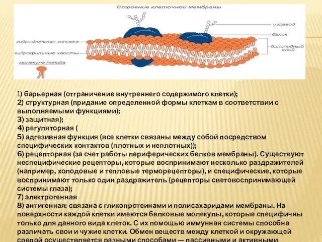 СТРОЕНИЕ КЛЕТКИ (ЦИТОПЛАЗМАТИЧЕСКАЯ МЕМБРАНА) 1) барьерная (отграничение внутреннего содержимого клетки); 2)