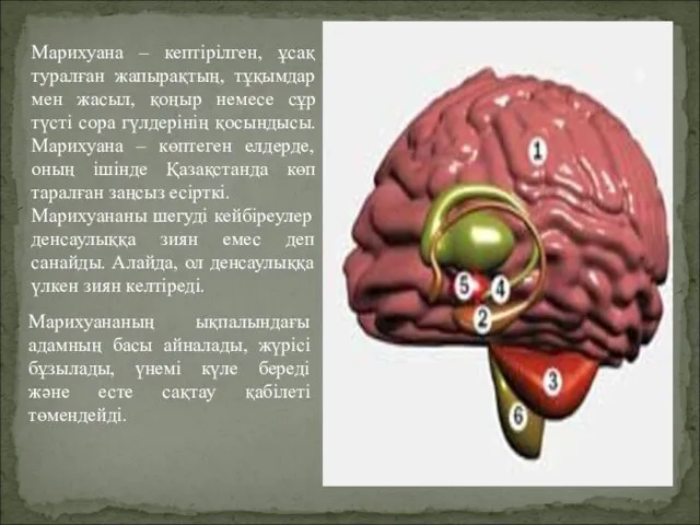 Марихуана – кептірілген, ұсақ туралған жапырақтың, тұқымдар мен жасыл, қоңыр немесе