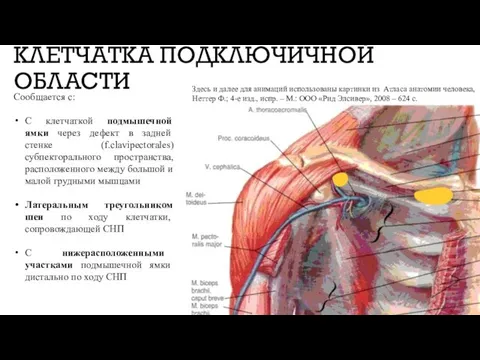 КЛЕТЧАТКА ПОДКЛЮЧИЧНОЙ ОБЛАСТИ Сообщается с: С клетчаткой подмышечной ямки через дефект