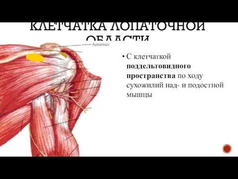 КЛЕТЧАТКА ЛОПАТОЧНОЙ ОБЛАСТИ С клетчаткой поддельтовидного пространства по ходу сухожилий над- и подостной мышцы