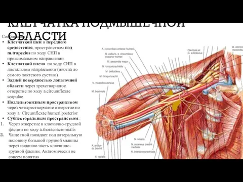 КЛЕТЧАТКА ПОДМЫШЕЧНОЙ ОБЛАСТИ Сообщается с: Клетчаткой шеи и переднего средостения, пространством