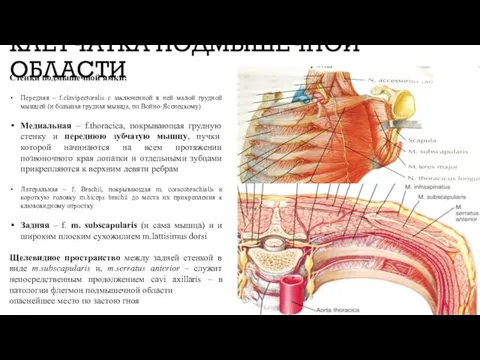 КЛЕТЧАТКА ПОДМЫШЕЧНОЙ ОБЛАСТИ Стенки подмышечной ямки: Передняя – f.clavipectoralis с заключенной