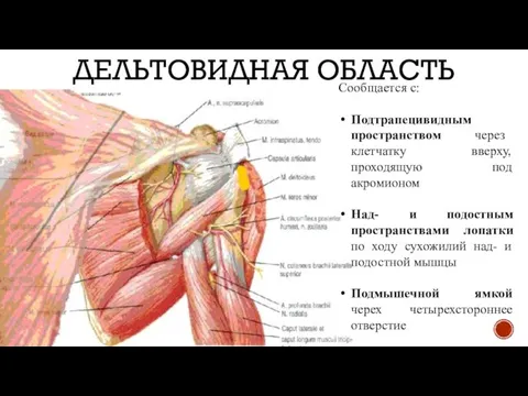 ДЕЛЬТОВИДНАЯ ОБЛАСТЬ Сообщается с: Подтрапецивидным пространством через клетчатку вверху, проходящую под