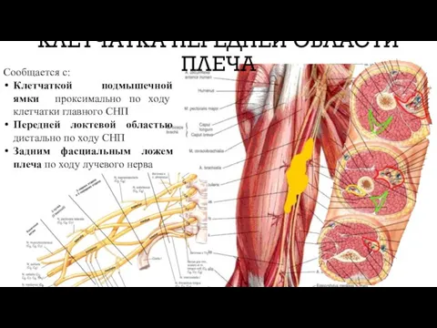 КЛЕТЧАТКА ПЕРЕДНЕЙ ОБЛАСТИ ПЛЕЧА Сообщается с: Клетчаткой подмышечной ямки проксимально по