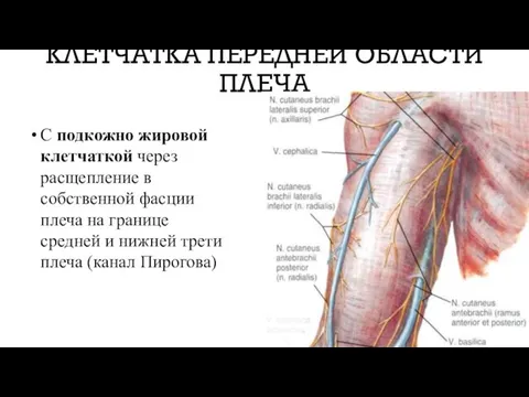 КЛЕТЧАТКА ПЕРЕДНЕЙ ОБЛАСТИ ПЛЕЧА С подкожно жировой клетчаткой через расщепление в